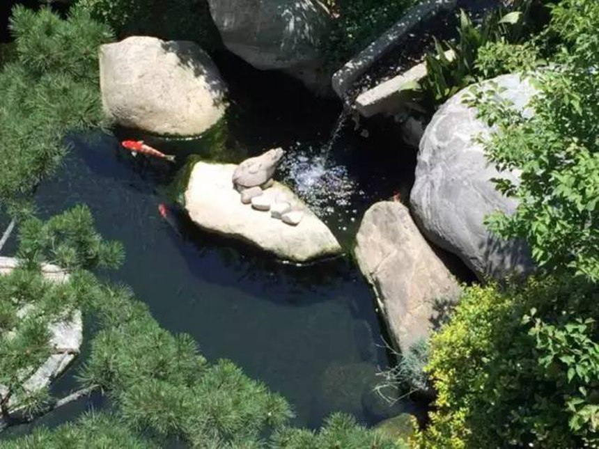 如果你有一個庭院,可以做個中國錦鯉魚池